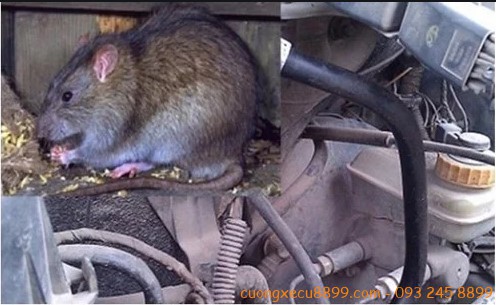 10 Cách phòng chống chuột vào xe ô tô